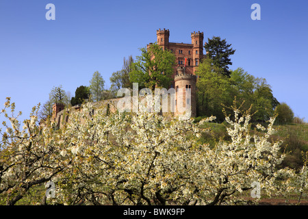 Fleur de cerisier, Ortenberg, près de château d'Offenbourg, région de l'Ortenau, Forêt-Noire, Bade-Wurtemberg, Allemagne Banque D'Images