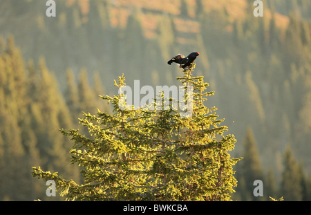 Tétras-lyre Lyrurus tetrix twan treetop arbre arbre arbre arbres forêt bois oiseaux oiseaux twan Alp Banque D'Images