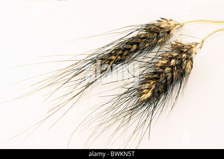 Blé (Triticum turgidum Rivet), épis, studio photo. Banque D'Images