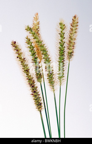 Le millet commun, millet commun (Panicum miliaceum), têtes de graine, studio photo. Banque D'Images