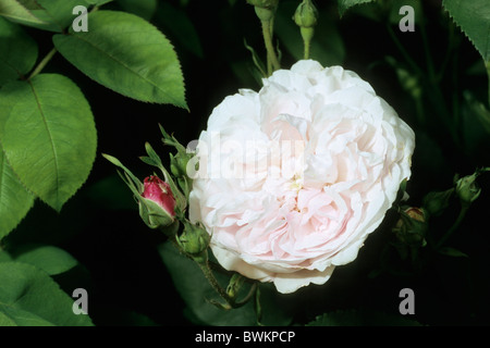 Le chou Rose, Provence Rose (Rosa Centifolia x), variété : Fantin Latour, fleur. Banque D'Images