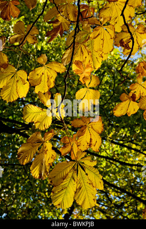 Gros plan de branches de feuilles de châtaignier de cheval (aesculus hippocastanum) En automne Angleterre Royaume-Uni Royaume-Uni Grande-Bretagne Banque D'Images