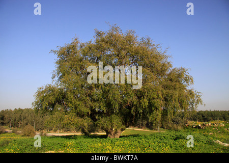 Israël, Shephelah, Ben Shemen dans arbre Jujube Banque D'Images