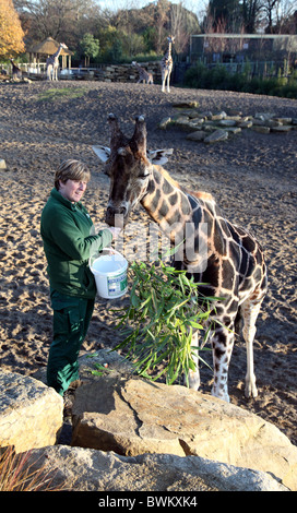 Keeper Helen Clarke et Robin, Alpha-mâle girafe, le Zoo de Dublin, Irlande Banque D'Images