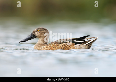 Le Canard souchet (Anas clypeata), mâle en plumage éclipse Banque D'Images