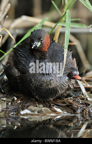 Grèbe castagneux (Tachybaptus ruficollis) avec chick sur son nid. Banque D'Images