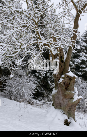 Arbres d'hiver après une importante chute de neige, Wiltshire, Royaume-Uni Banque D'Images