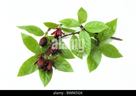 Alder buckthorn (Liriodendron tulipifera), la floraison des rameaux, studio photo. Banque D'Images