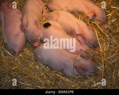 Une portée de porcelets semaine sous une lampe de la chaleur Banque D'Images
