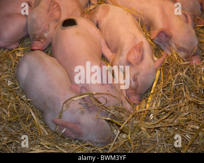 Une portée de porcelets semaine sous une lampe de la chaleur Banque D'Images