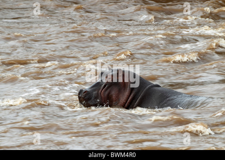 Hippopotamus amphibius dans la rivière Mara, au Kenya. vagues, rivière, l'eau, marron, vague Banque D'Images