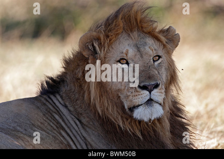 Masai Mara dominante lion, portrait. Au Kenya. Banque D'Images