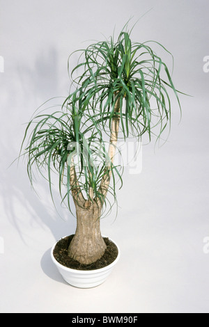 Arbre généalogique pied éléphants, queue de Palm, Palm Beaucarnea recurvata (bouteille), plante en pot, studio photo. Banque D'Images