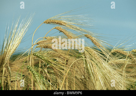 L'orge (Hordeum vulgare), venu les oreilles. Banque D'Images