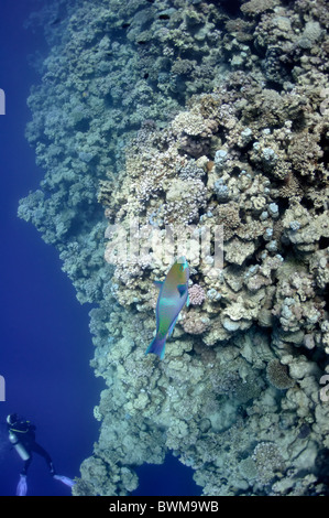 La photo montre un poisson perroquet, natation autour de récifs coralliens, dans l'eau de mer rouge, Égypte, près de la ville de Dahab. Banque D'Images