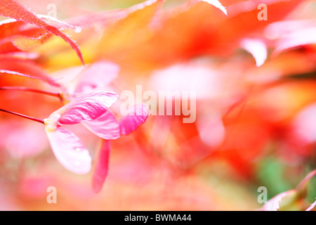 L'érable rouge et rêveur atmosphérique avec arbre samares ailées Jane-Ann Butler Photography JABP914 Banque D'Images