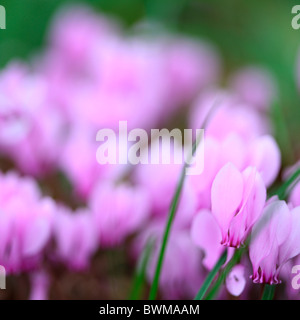Joli cyclamen hederifolium Jane-Ann Butler Photography JABP925 Banque D'Images