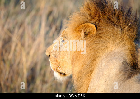 Un portrait d'une nature sauvage, à crinière de lion mâle complet dans le Masai Mara au Kenya. Banque D'Images