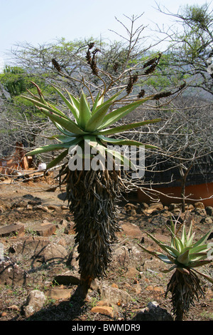 Aloès, Shakaland, Vallée Nkwalini, Kwazulu Natal, Afrique du Sud. Banque D'Images