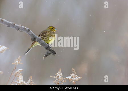 Bruant jaune Banque D'Images