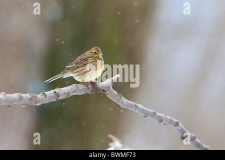 Bruant jaune Banque D'Images