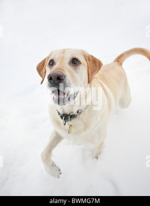 Labrador Retriever jaune jouent dans la neige Banque D'Images