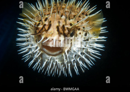 Close up of a enflés d'Balloonfish. Banque D'Images