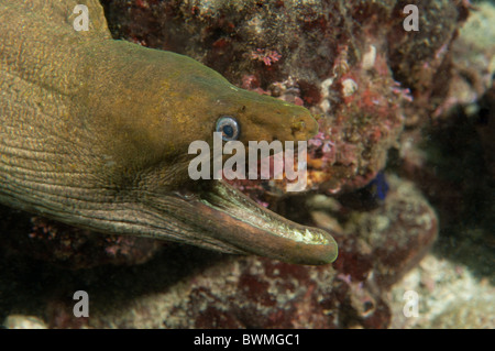 Panamic murène verte Gymnothorax castaneus Banque D'Images