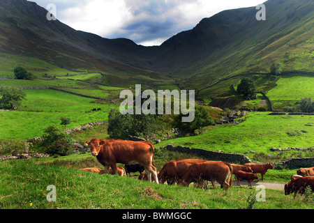 Les vaches paissent dans les pâturages luxuriants de Penrith, Lake District, Cumbria Banque D'Images