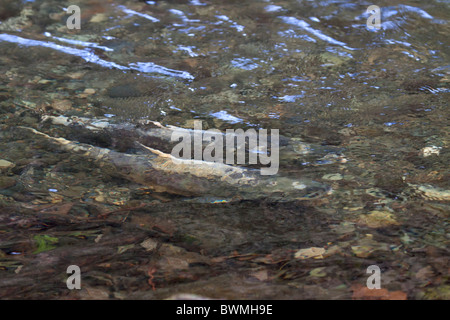 Le saumon keta, Oncorhynchus keta, faire leur chemin en amont pour frayer, Goldstream Park, l'île de Vancouver, Colombie-Britannique, Canada. Banque D'Images