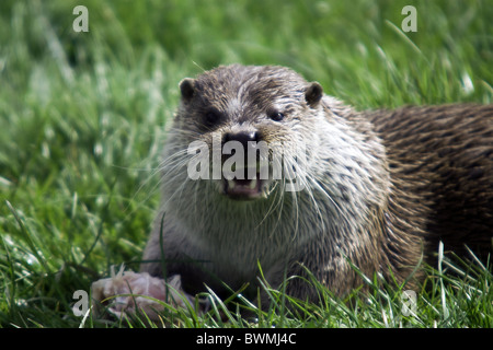 Une loutre de manger un poisson sur l'herbe des rives d'un fleuve dans le Devon, à la recherche chez le photographe Banque D'Images