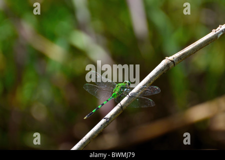 L'Est de l'Pondhawk Dragonfly Banque D'Images