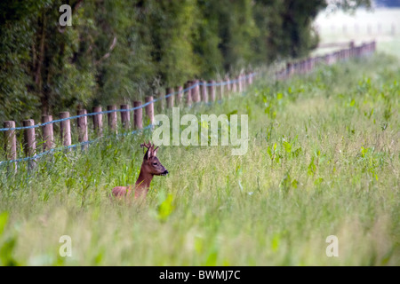 Un chevreuil buck se reposant dans un pré d'herbe sauvage, près de Woodland et escrime bridleway Banque D'Images