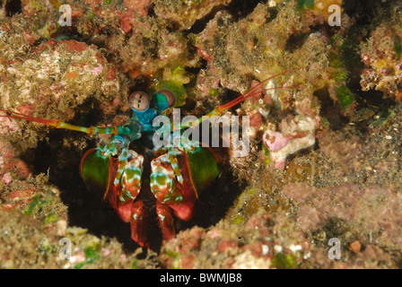 Le paon, Odontodactylus scyllarus crevette mantis, également connu sous le nom de crevette mantis arlequin crevettes mantis ou peint Banque D'Images