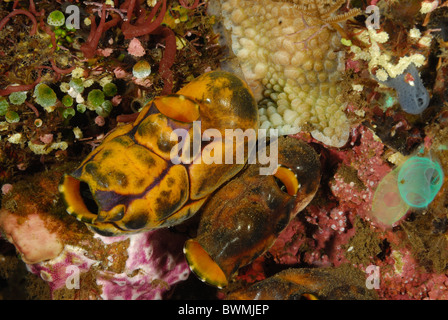 Seringue de mer ou beurre plissée Polycarpa aurata, tuniciers, Tulamben, Bali, Indonésie, Asie, indo-pacifique Banque D'Images