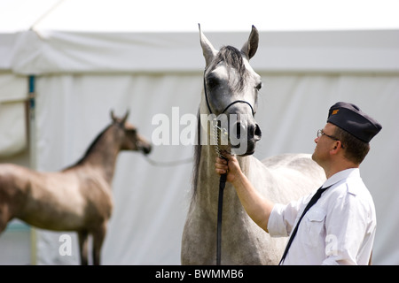 Cheval Haras Janow Podlaski présentation en août 2010 POLOGNE Banque D'Images