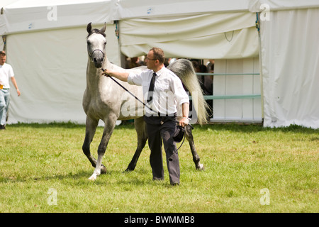 Cheval Haras Janow Podlaski en août 2010 Présentation Banque D'Images