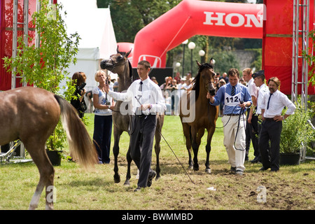 Cheval Haras Janow Podlaski en août 2010 Présentation Banque D'Images