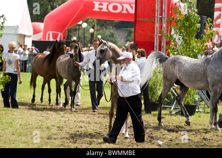 Cheval Haras Janow Podlaski en août 2010 Présentation Banque D'Images