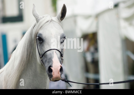 Portrait de cheval gris champion- show Janow Podlaski Août 2010 POLOGNE Banque D'Images