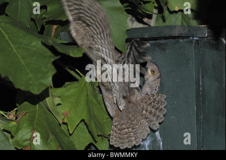 Scops owl - hibou scops eurasien - (Otus scops européenne scops) ce qui porte à se nourrir de proies adultes chick Banque D'Images