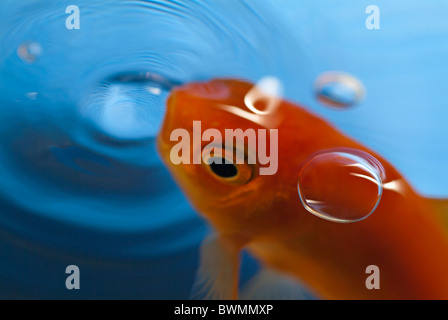 Goldfish ouvrant sa bouche pour attraper sa nourriture. Banque D'Images