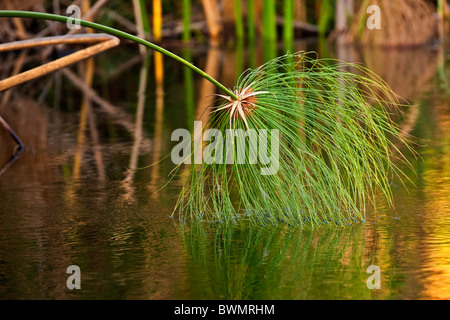 Papyrus (Cyperus papyrus) cluster dense de plantes suspendues dans l'eau dans le Delta de l'Okavango, au Botswana, l'Afrique. Banque D'Images