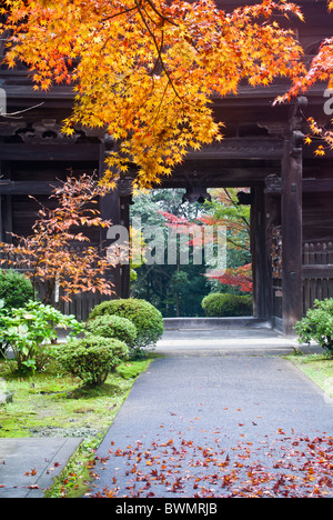 Une passerelle menant à une sortie à un temple japonais entouré d'érables japonais coloré montrant feuillage d'automne Banque D'Images