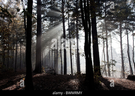 Arbres dans la brume de compensation comme brise soleil Banque D'Images