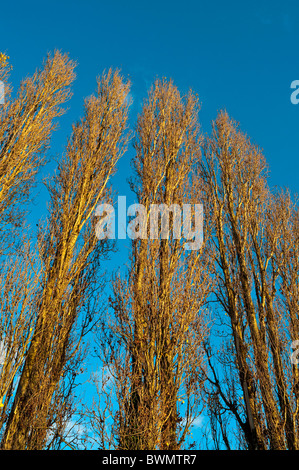 / Peuplier Populus nigra italica arbres - France. Banque D'Images