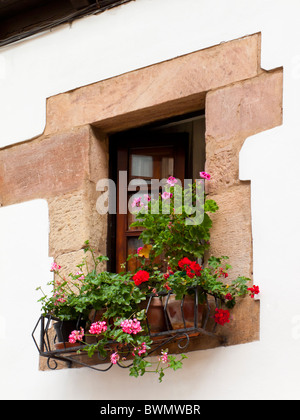 Fenêtre avec géranium plantes croissant dans une boîte sur une corniche Banque D'Images