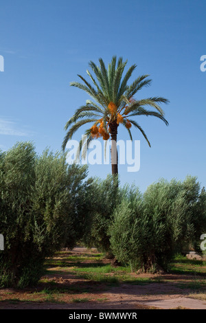 Un grand jour de palmiers et d'arbres dans la Menera Jardins de Marrakech, Maroc. Banque D'Images