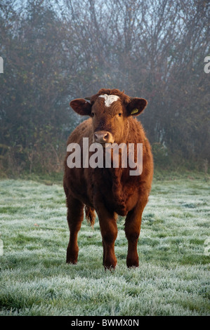 Brown bull dans la brume Banque D'Images