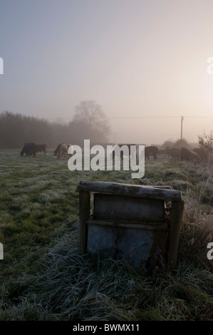 Vaches dans la brume du matin Banque D'Images